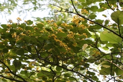 Pterocarpus santalinus